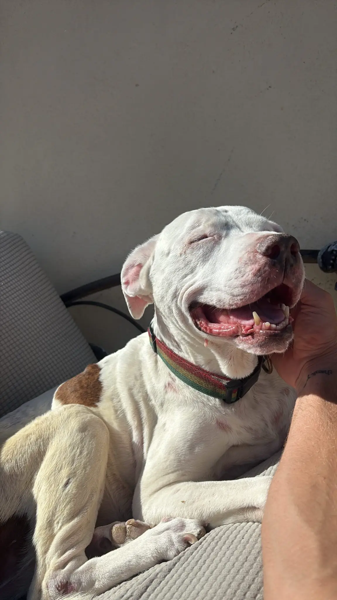Ruca, Garrett's pitbull and the Venice icon behind Ruca Fit